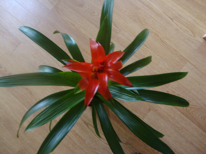 GUZMANIA - BROMELIACEE