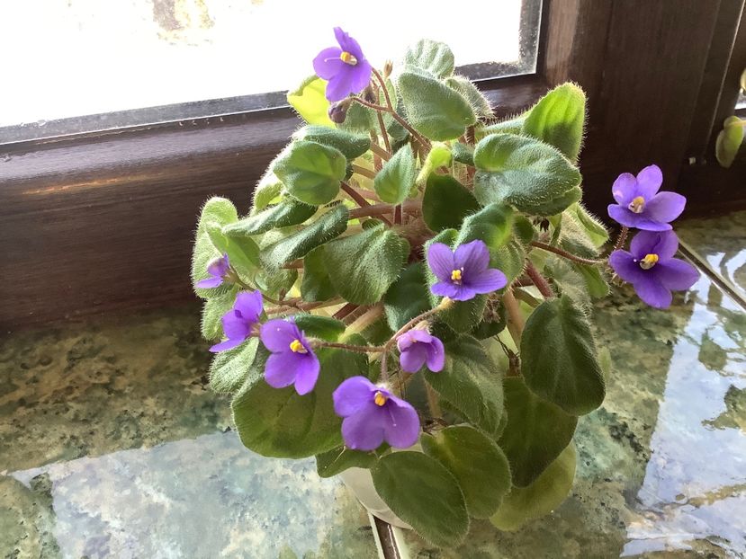 4EF3FAFF-A641-43FC-8F63-B5CF4F625143 - Tiny Wood Trail