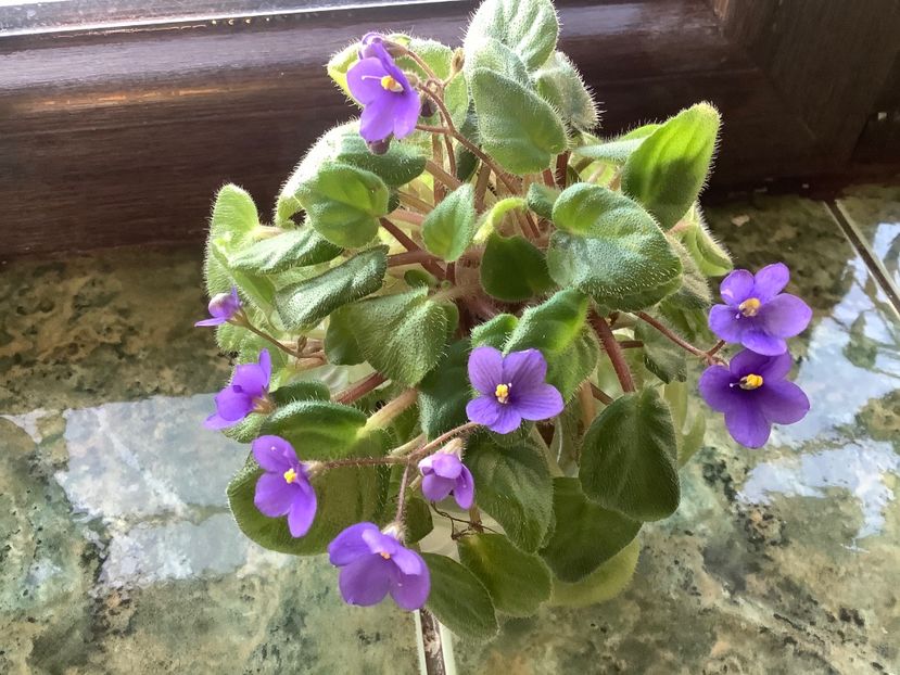 C00B15A5-E971-4CF2-B7FC-5C58632ED88E - Tiny Wood Trail