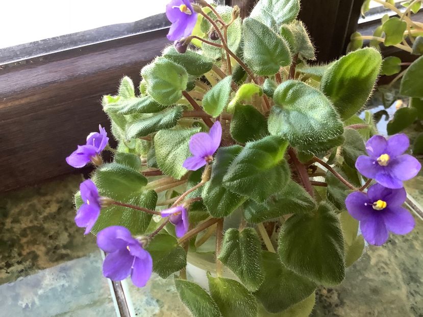 8CD4CCCF-175E-4F31-B1ED-DEF59F2D6278 - Tiny Wood Trail