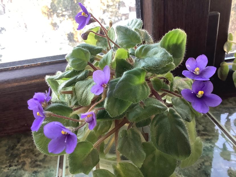 96E3BBA2-7609-4D80-8BB5-7108542C5555 - Tiny Wood Trail