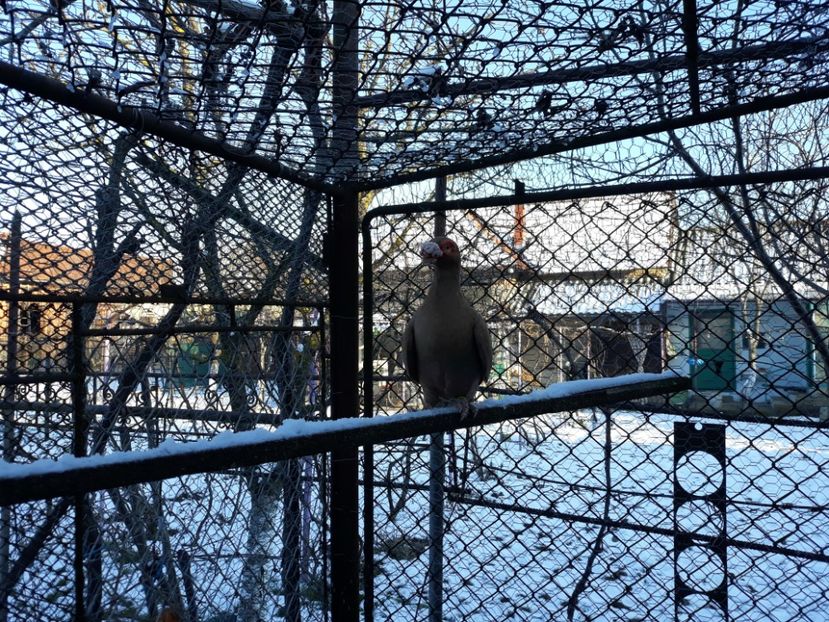 M 17 - Indian german 2020