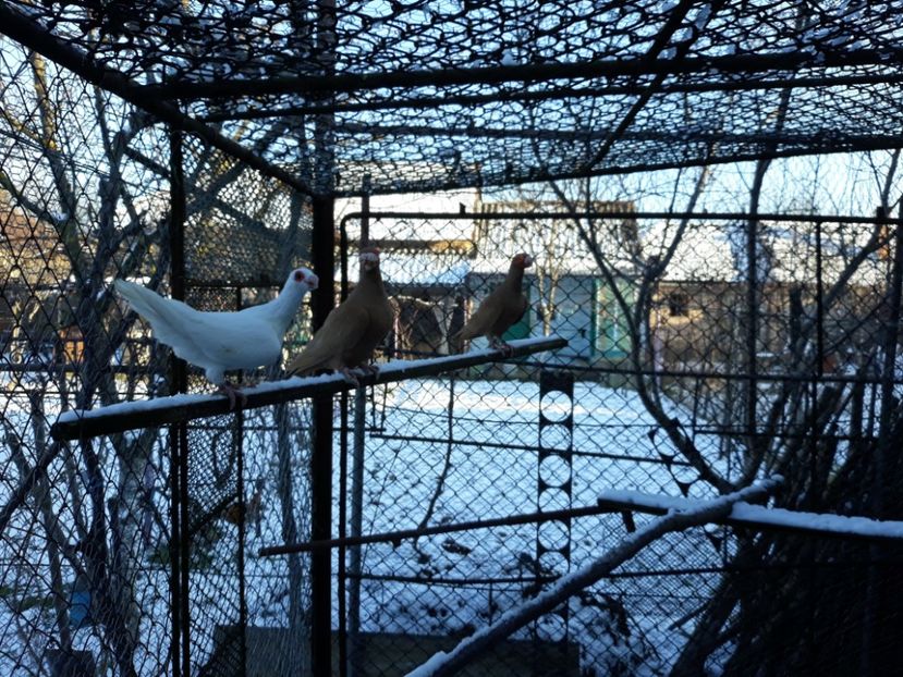 M19 m17 m18 - Indian german 2020