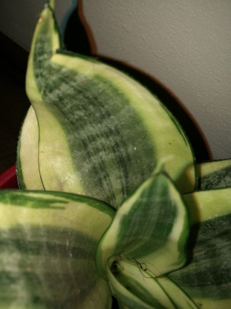 Sansevieria golden hahnii - Sansevieria