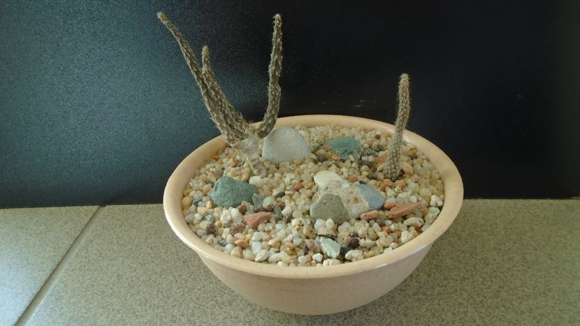 Grup de 2 Pterocactus - Cactusi 2019 final - catalogare 1