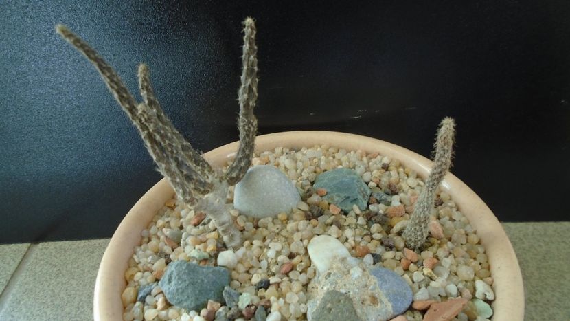 Grup de 2 Pterocactus - Cactusi 2019 final - catalogare 1