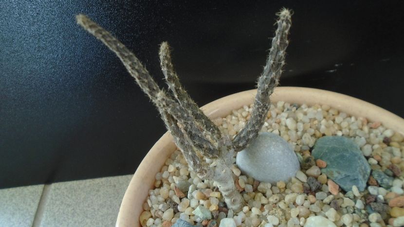 Pterocactus kuntzei - Cactusi 2019 final - catalogare 1