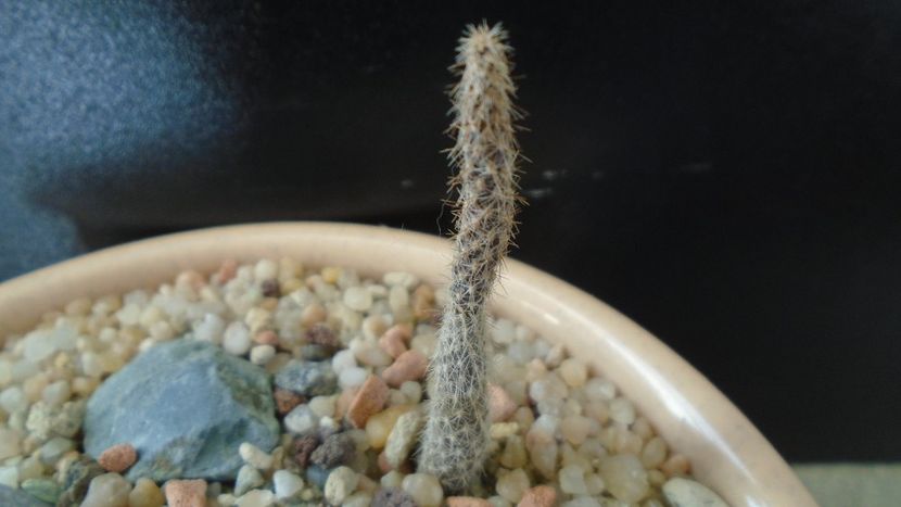 Pterocactus australis - Cactusi 2019 final - catalogare 1