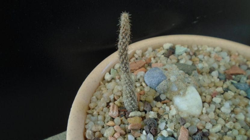 Pterocactus australis - Cactusi 2019 final - catalogare 1