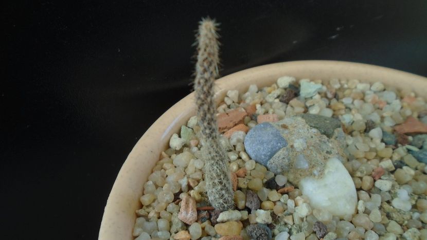 Pterocactus australis - Cactusi 2019 final - catalogare 1