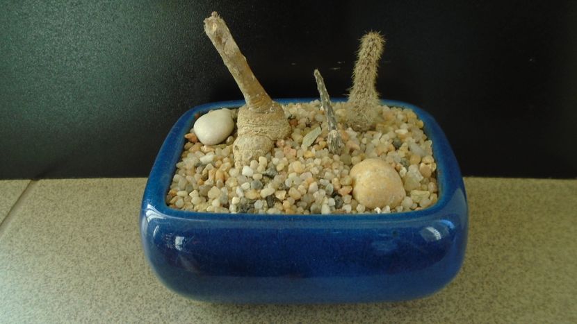 Grup de 2 Pterocactus - Cactusi 2019 final - catalogare 1