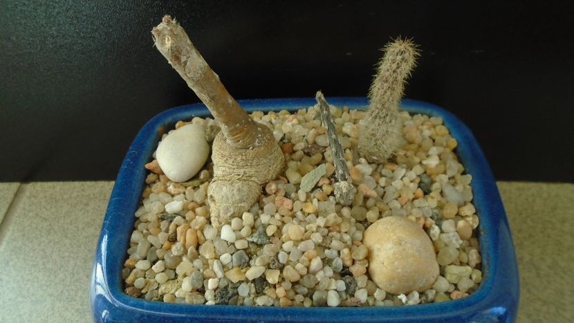 Grup de 2 Pterocactus - Cactusi 2019 final - catalogare 1