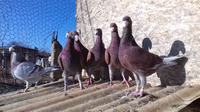  - 2 Germani de frumusete