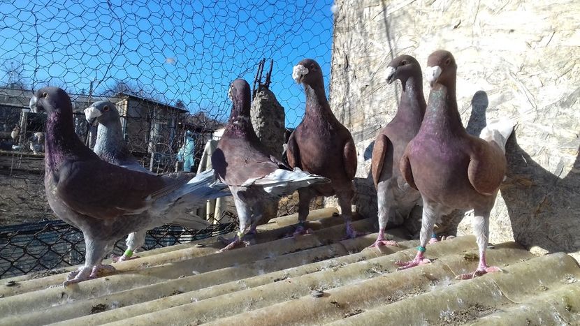  - 2 Germani de frumusete