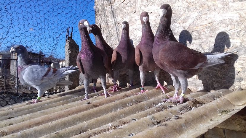  - 2 Germani de frumusete