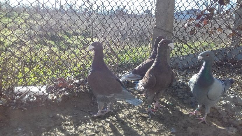  - 2 Germani de frumusete