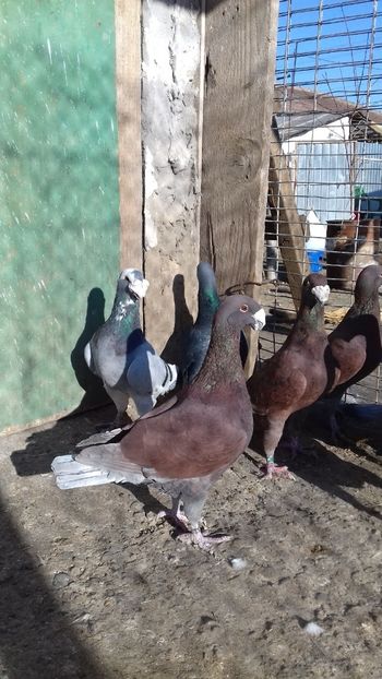  - 2 Germani de frumusete