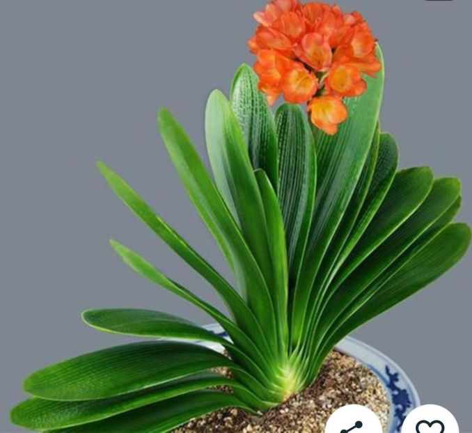 Screenshot_20200108-185420 - Clivia