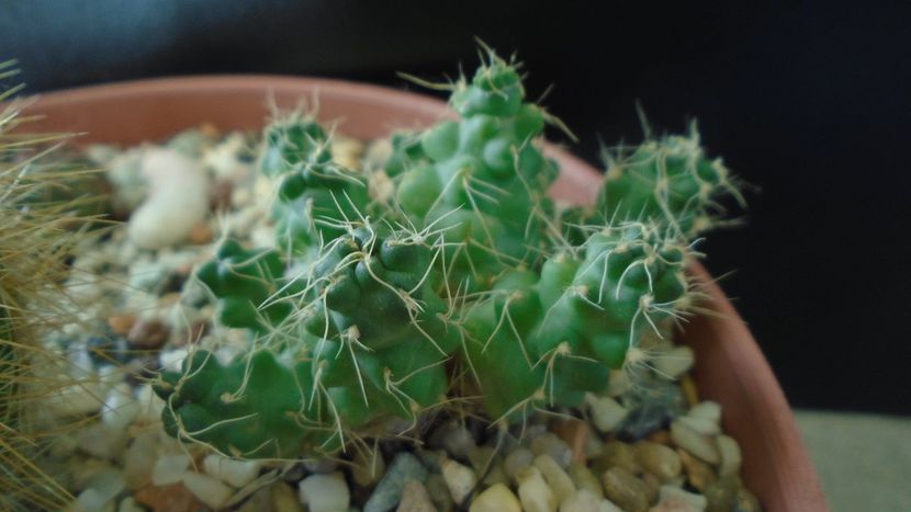 Puna subterranea f. incahuasi (Maihueniopsis) - Cactusi 2020 - catalogare 2
