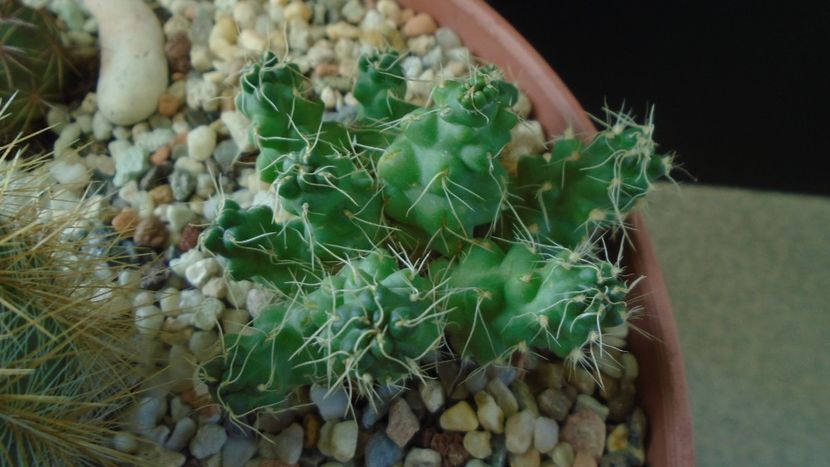 Puna subterranea f. incahuasi (Maihueniopsis) - Cactusi 2020 - catalogare 2