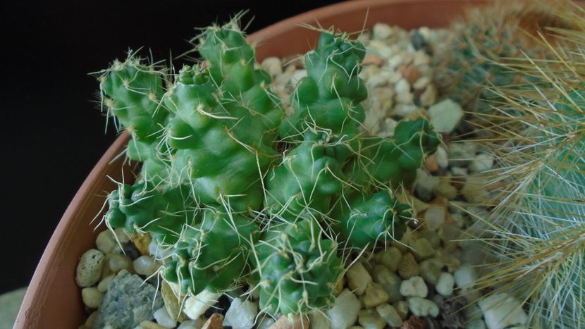Puna subterranea f. incahuasi (Maihueniopsis) - Cactusi 2020 - catalogare 2