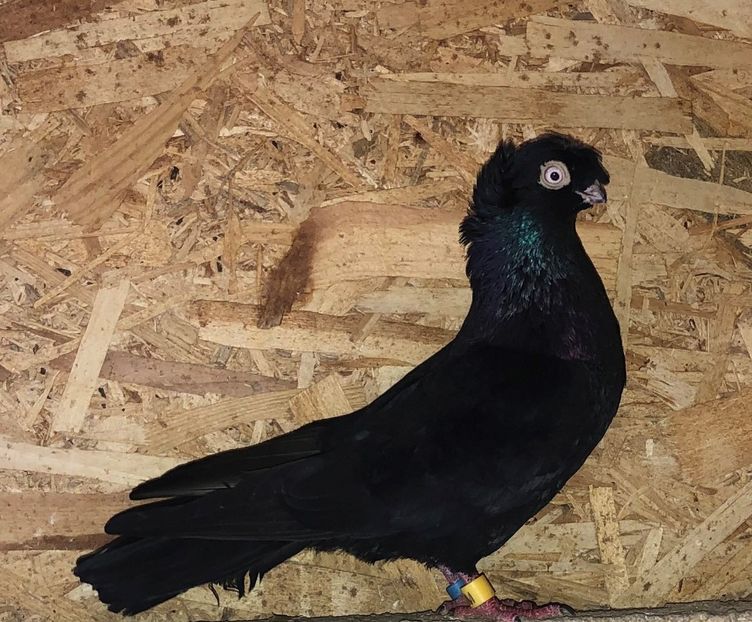 03326  mascul  2018 - Plecați ALBUM 2