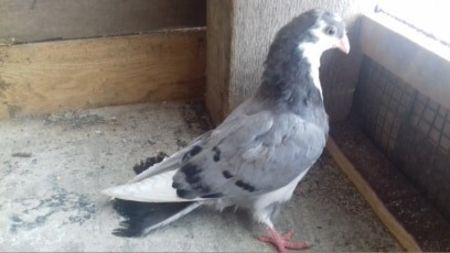 mascul  2019 - Plecați ALBUM 2