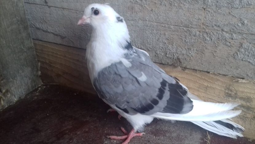 femelă  2019 - Plecați ALBUM 2