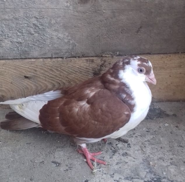 femelă  2019 - Plecați ALBUM 2