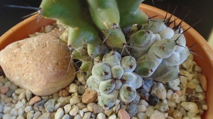 Stenocereus beneckei f. inermis - Cactusi 2019 final - catalogare 1