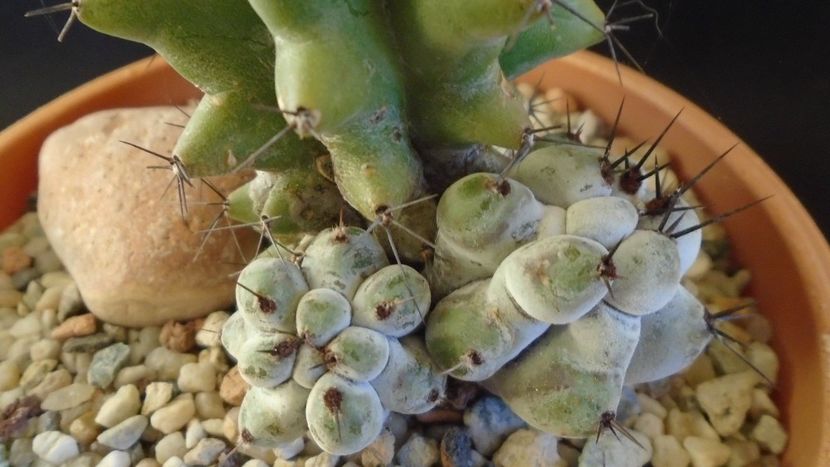 Stenocereus beneckei f. inermis - Cactusi 2019 final - catalogare 1