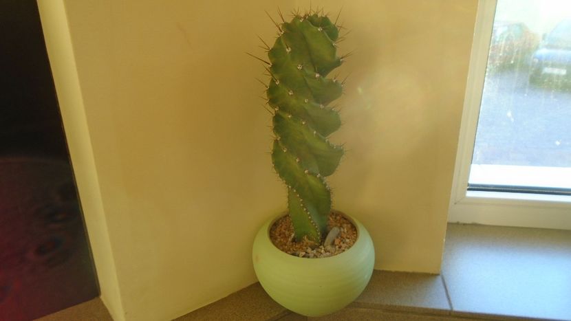 Cereus forbesii cv. spiralis = Cereus hankeanus - Cactusi 2019 final - catalogare 1
