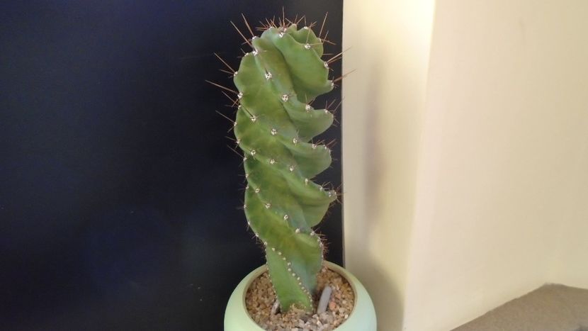 Cereus forbesii cv. spiralis = Cereus hankeanus - Cactusi 2019 final - catalogare 1