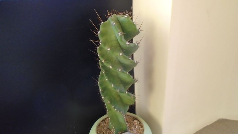Cereus forbesii cv. spiralis = Cereus hankeanus - Cactusi 2019 final - catalogare 1