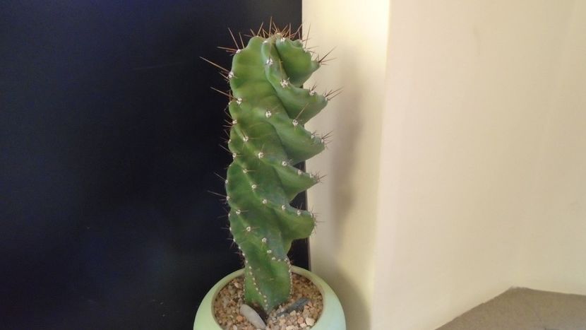 Cereus forbesii cv. spiralis = Cereus hankeanus - Cactusi 2019 final - catalogare 1
