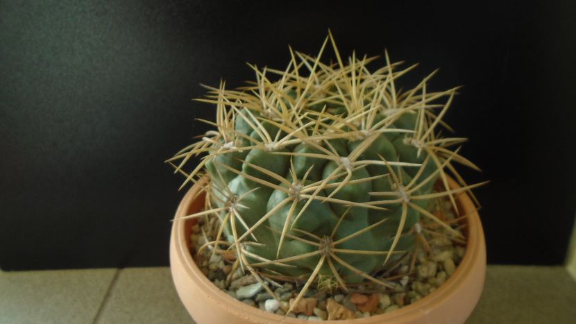 Gymnocalycium monvillei - Cactusi 2019 Gymnocalycium