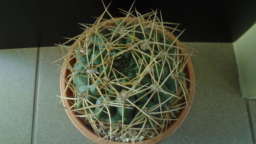 Gymnocalycium monvillei - Cactusi 2019 Gymnocalycium