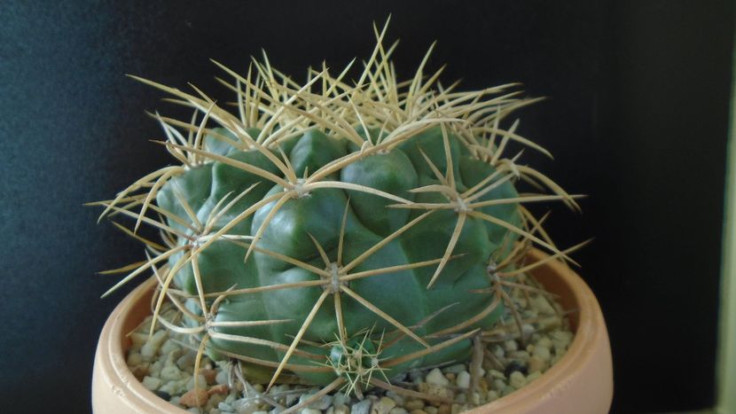 Gymnocalycium monvillei - Cactusi 2019 Gymnocalycium