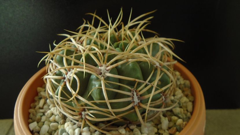 Gymnocalycium ferox v. ferocior (Gymnocalycium castellanosii ssp. ferocius) - Cactusi 2019 Gymnocalycium