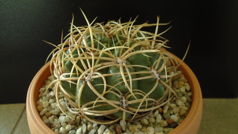 Gymnocalycium ferox v. ferocior (Gymnocalycium castellanosii ssp. ferocius) - Cactusi 2019 Gymnocalycium