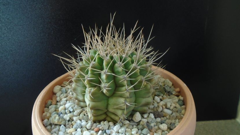 Gymnocalycium mihanovichii - Cactusi 2019 Gymnocalycium