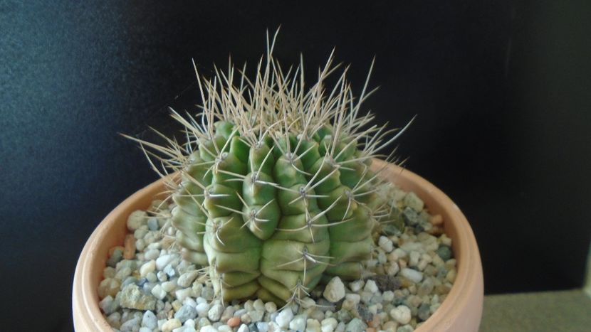 Gymnocalycium mihanovichii - Cactusi 2019 Gymnocalycium