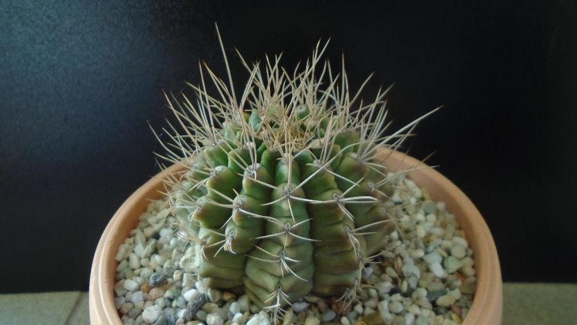 Gymnocalycium mihanovichii - Cactusi 2019 Gymnocalycium