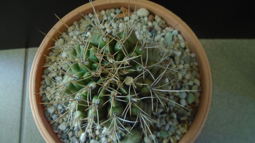 Gymnocalycium mihanovichii - Cactusi 2019 Gymnocalycium