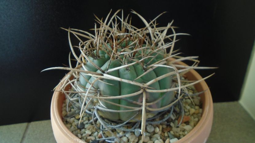Gymnocalycium cardenasianum - Cactusi 2019 Gymnocalycium