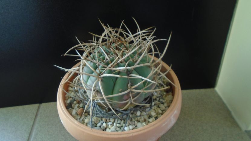 Gymnocalycium cardenasianum - Cactusi 2019 Gymnocalycium