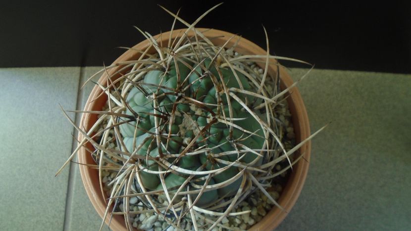 Gymnocalycium cardenasianum - Cactusi 2019 Gymnocalycium