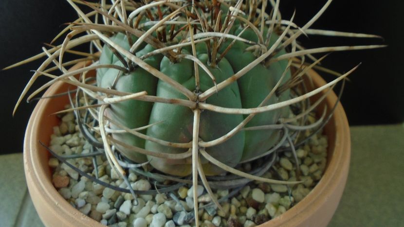 Gymnocalycium cardenasianum - Cactusi 2019 Gymnocalycium