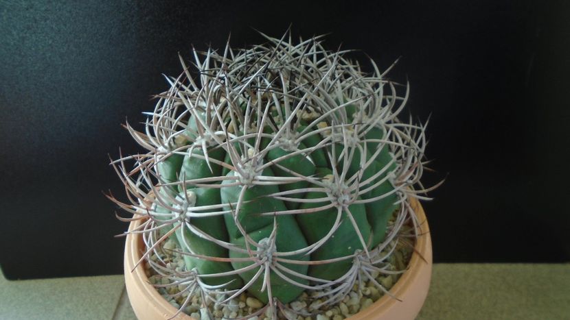 Gymnocalycium saglionis - Cactusi 2019 Gymnocalycium