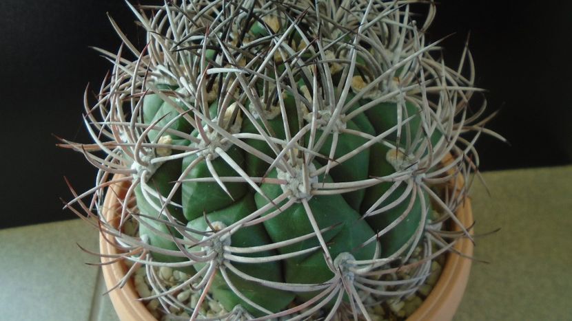Gymnocalycium saglionis - Cactusi 2019 Gymnocalycium